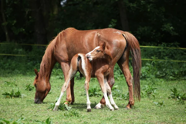 Beautiful mare with foal — Stock Photo, Image