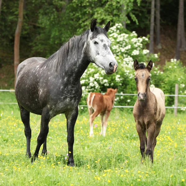 Beautiful mare with foal — Stock Photo, Image