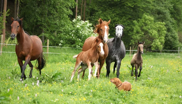 美しい馬と子馬の群れと実行 — ストック写真