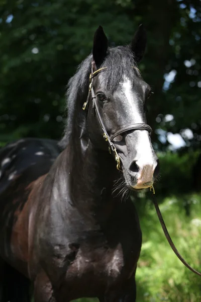 黒を驚くべきウェールズの一部飼育種牡馬 — ストック写真