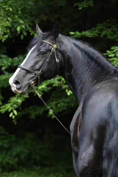 Garanhão galês preto incrível parte-criado — Fotografia de Stock