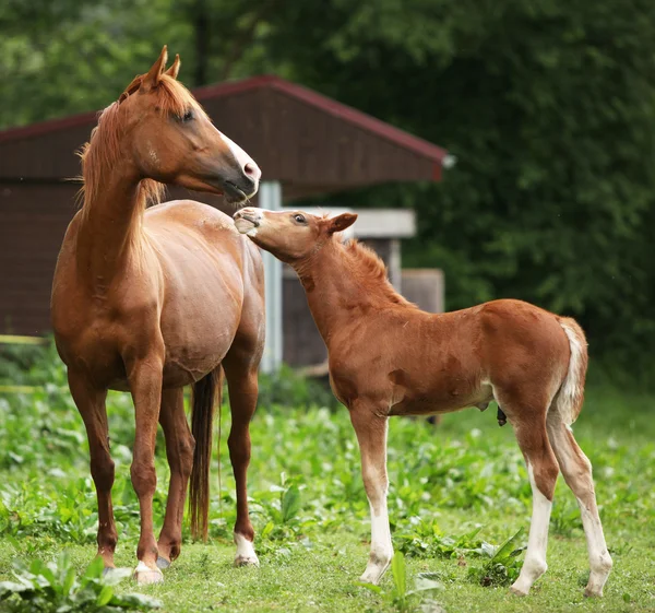 Beautiful mare with foal — Stock Photo, Image