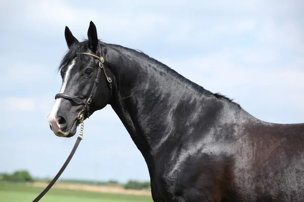 Amazing black welsh part-bred stallion — Stock Photo, Image