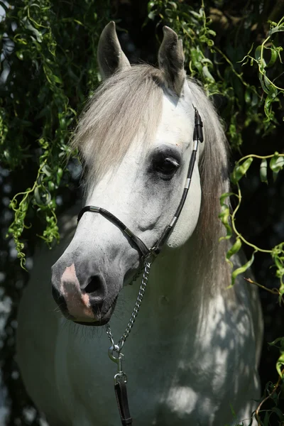 Incroyable blanc shagya arabe dans la nature — Photo