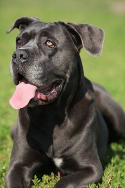 Şaşırtıcı Cane Corso
