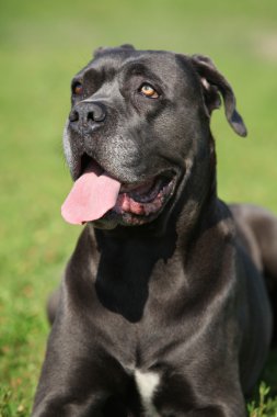 Şaşırtıcı Cane Corso