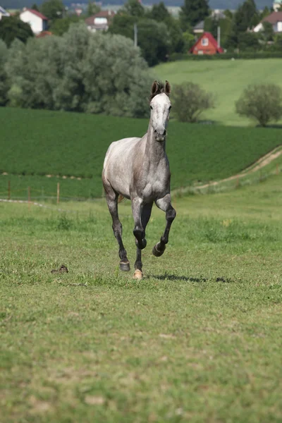 Incroyable jeune cheval qui court sur le pâturage — Photo