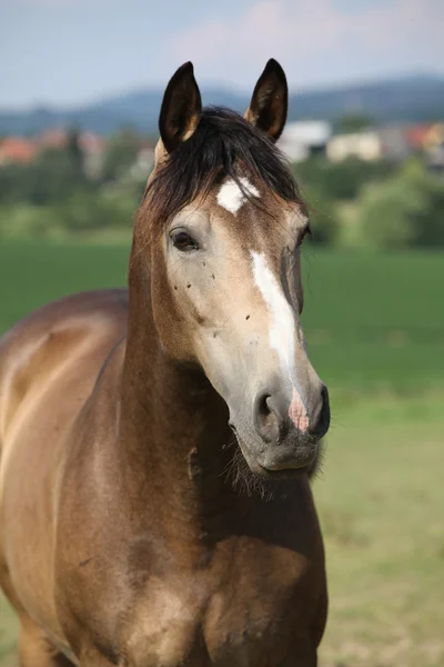 Πορτρέτο του όμορφο άλογο με ενδιαφέρον χρώμα — Φωτογραφία Αρχείου