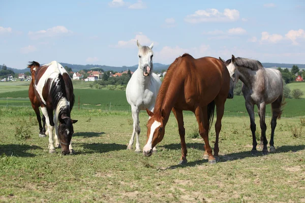 Хорошее стадо лошадей вместе на пастбище — стоковое фото