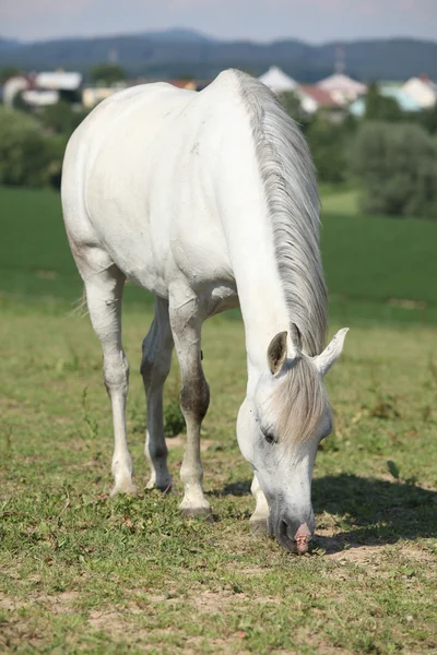 Nice white mare feed on grass — Stock Photo, Image