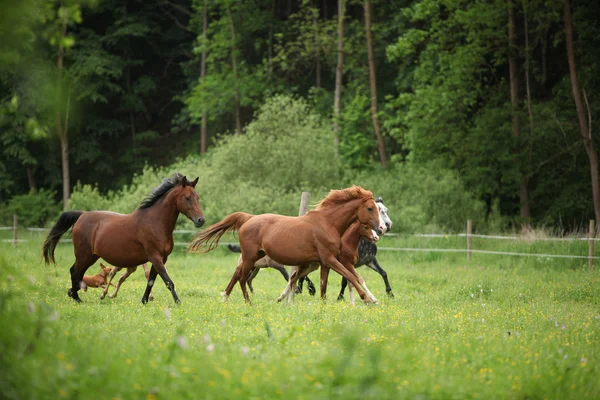 Belo rebanho de cavalos correndo juntos — Fotografia de Stock