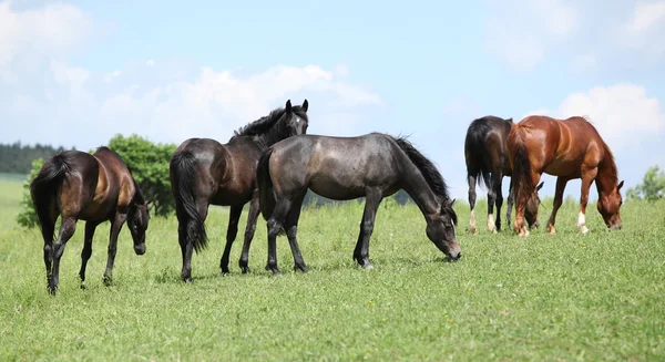 Trevlig besättning av hästar tillsammans på bete — Stockfoto