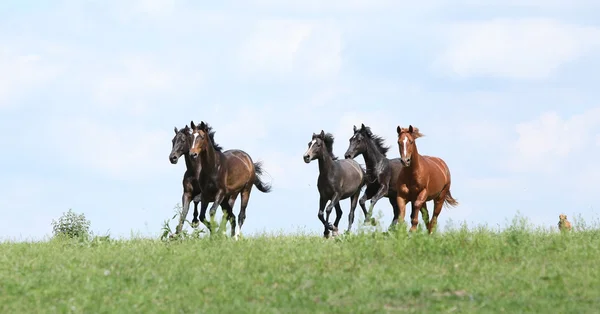 Beautiful herd of horses running together — Stock Photo, Image