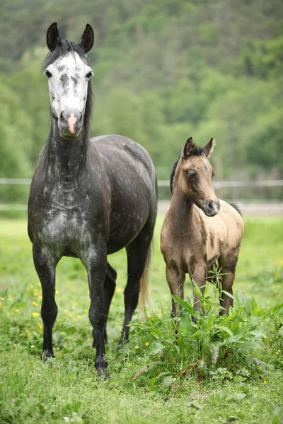 Beautiful mare with its foal on pasturage — Stock Photo, Image