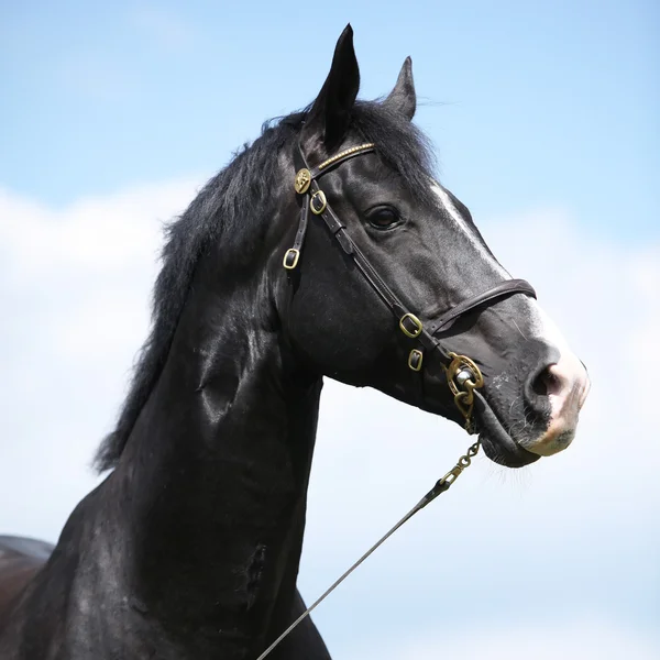 黒を驚くべきウェールズの一部飼育種牡馬 — ストック写真