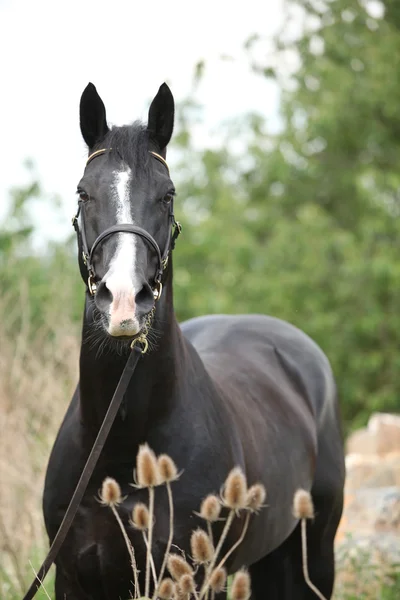 Amazing black welsh part-bred stallion with flowers — Stock Photo, Image