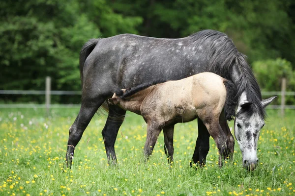 Mooie merrie met haar veulen op weidegronden — Stockfoto