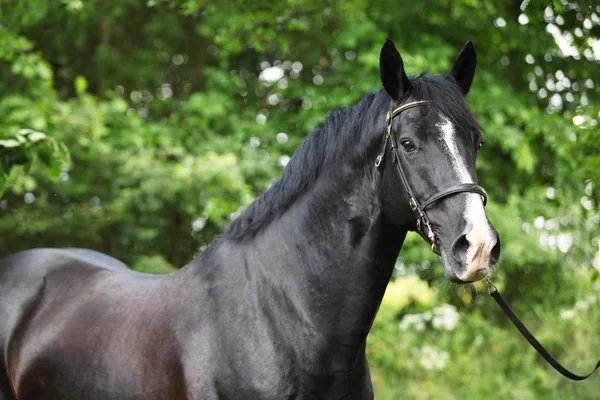 黒を驚くべきウェールズの一部飼育種牡馬 — ストック写真