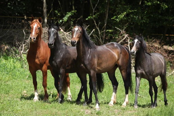Trevlig besättning av hästar tillsammans på bete — Stockfoto