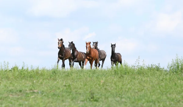 Mooie kudde paarden die samen — Stockfoto