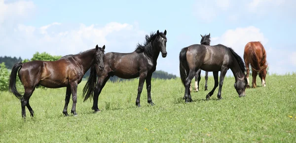 Schöne Pferdeherde zusammen auf der Weide — Stockfoto