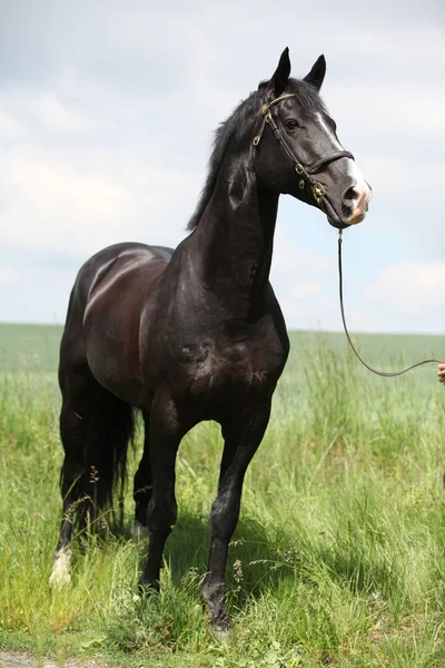 Amazing black welsh part-bred stallion — Stock Photo, Image