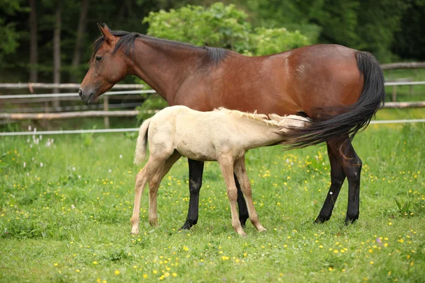 Gyönyörű kanca, a csikó, a legeltetés — Stock Fotó