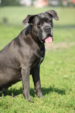 Şaşırtıcı Cane Corso