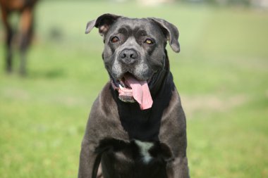 Şaşırtıcı Cane Corso