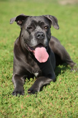 Şaşırtıcı Cane Corso