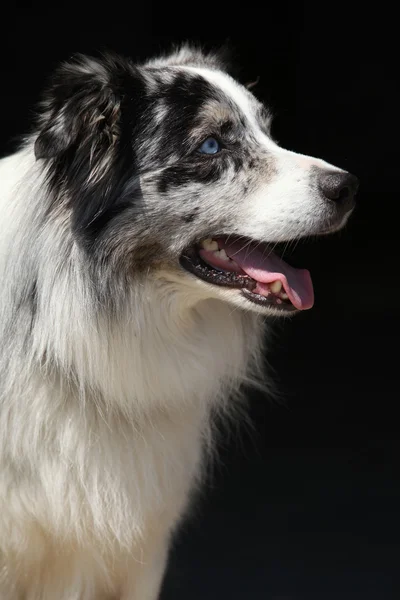 Erstaunliche australische Schäferhund isoliert auf schwarzem Hintergrund — Stockfoto