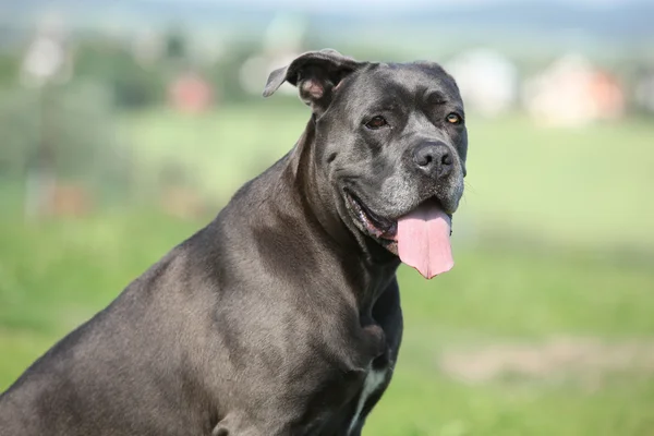 Úžasné Cane Corso — Stock fotografie