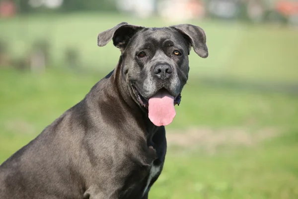 Niesamowite Cane Corso — Zdjęcie stockowe