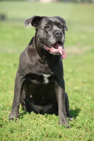 Fantastiska Cane Corso — Stockfoto