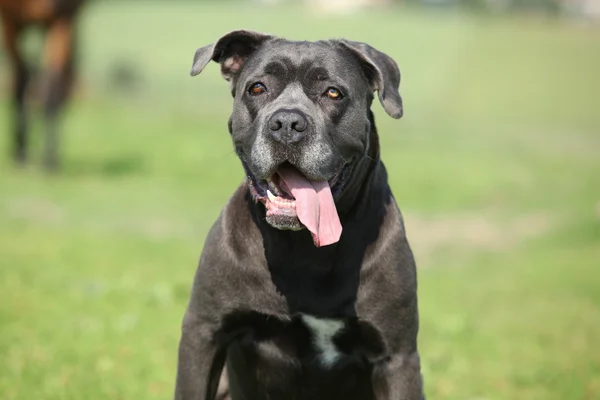 Stupefacente Cane Corso — Foto Stock