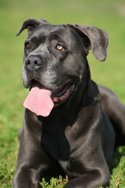 Fantastiska Cane Corso — Stockfoto