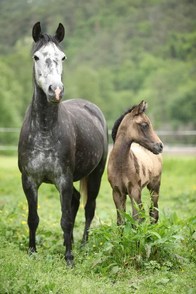 Beautiful mare with its foal on pasturage — Stock Photo, Image