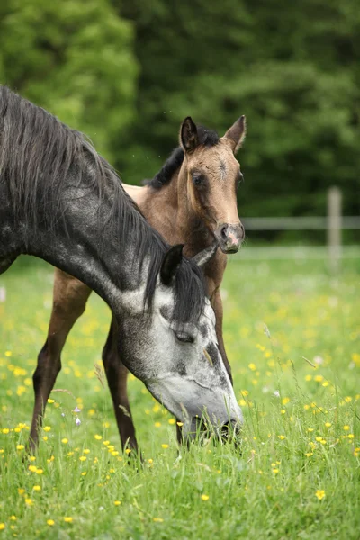 Beautiful mare with its foal on pasturage — Stock Photo, Image