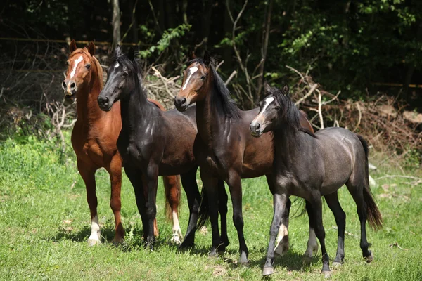 Bonita manada de caballos juntos en el pastizal — Foto de Stock