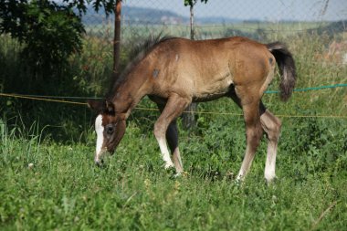 Şaşırtıcı Tay yalnız otlak üzerinde hareket