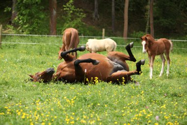 Rulo çevresinde mare bakarak Suprised tayı