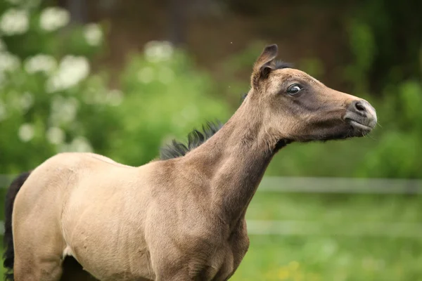 Amazing foal on pasturage — Stock Photo, Image