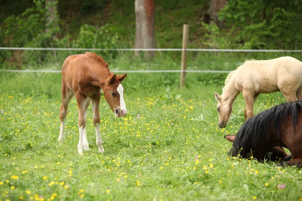 Überraschtes Fohlen blickt auf Rolle um Stute — Stockfoto