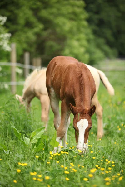 Geweldige veulen op weidegronden — Stockfoto