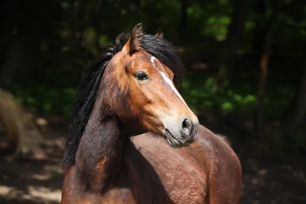 Mooie bruine pony met mooie zwarte manen — Stockfoto