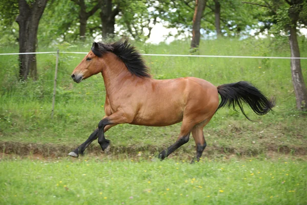 Bonito pony corriendo sobre pastizales — Foto de Stock