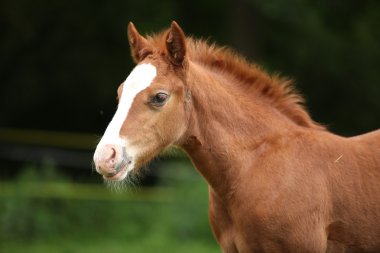 Otlak üzerinde şaşırtıcı Tay
