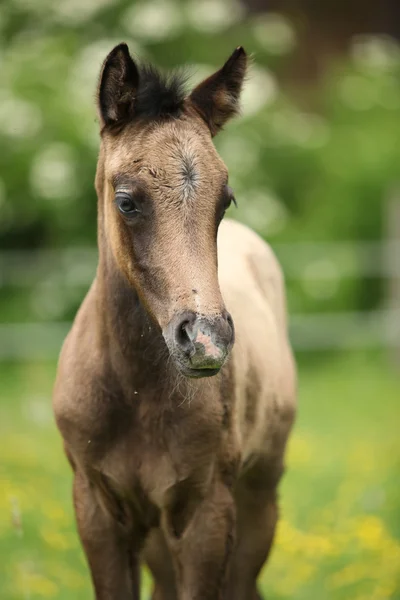 Amazing foal on pasturage — Stock Photo, Image