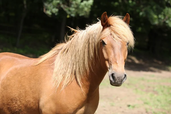 Mooie kastanje pony met mooie manen op zoek naar jou — Stockfoto