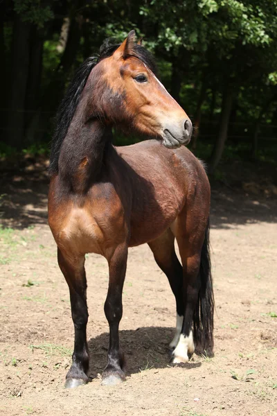 Mooie bruine pony met mooie zwarte manen — Stockfoto